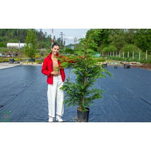 Cyprusovec leylandský (Cupressocyparis leylandii) - výška 180-200 cm, kont. C18L